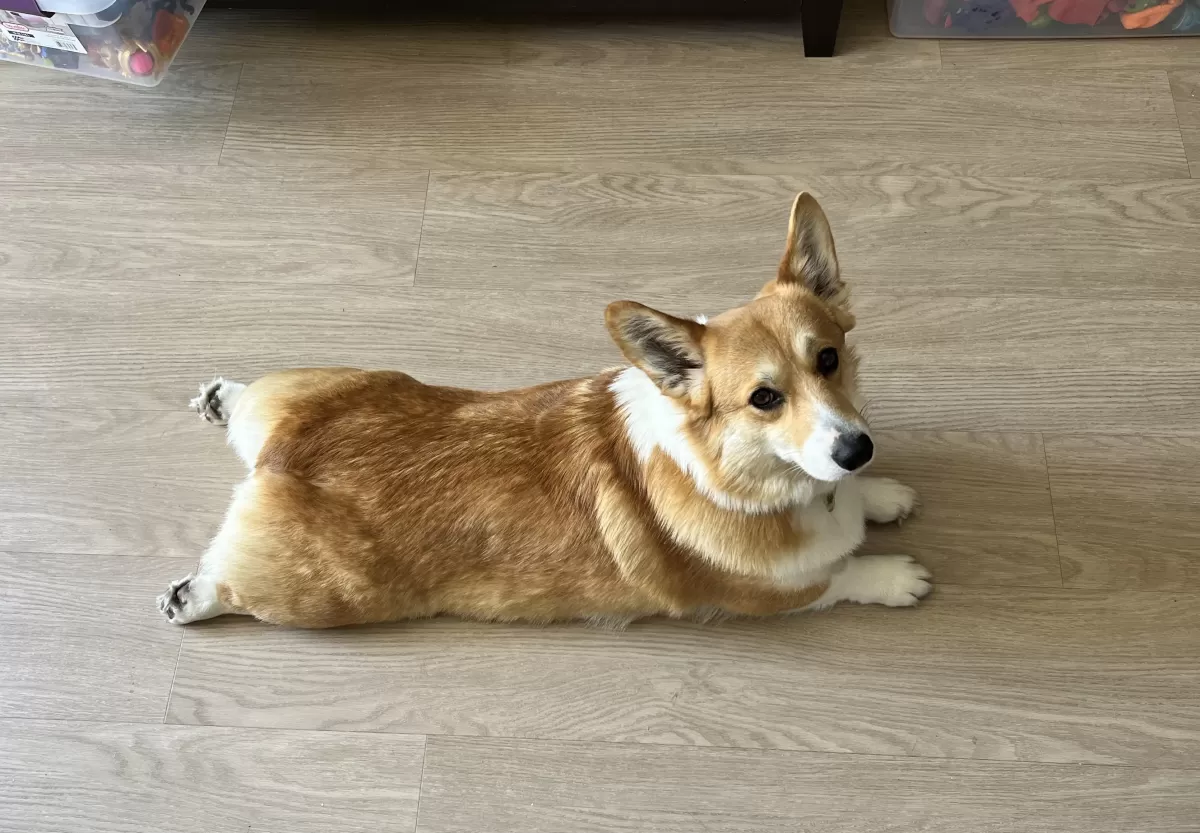 Corgis Sploot