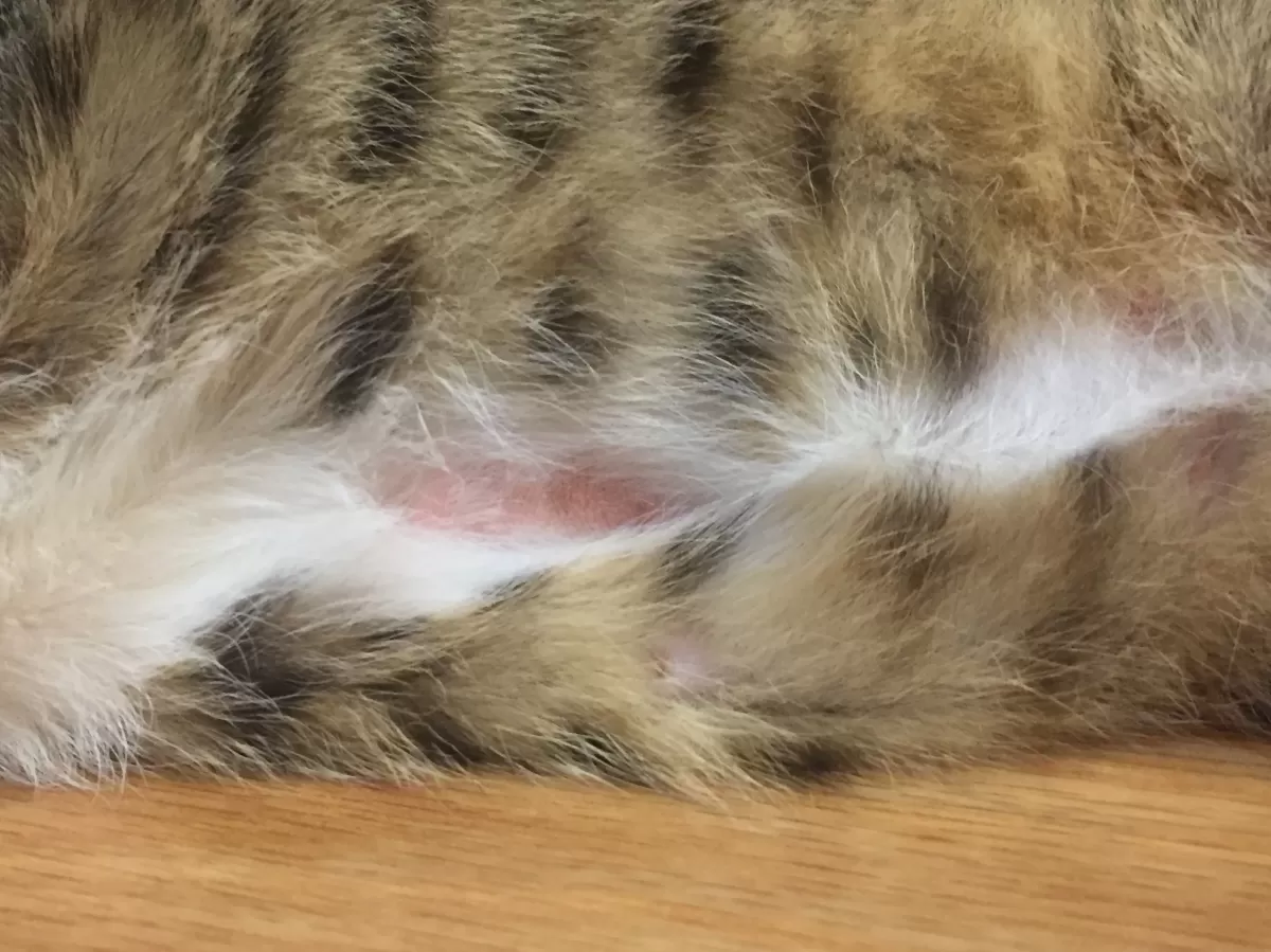 Bald spot on cats