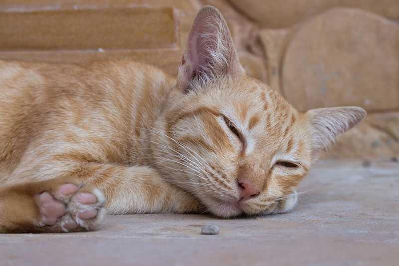 Coccidia in Cats