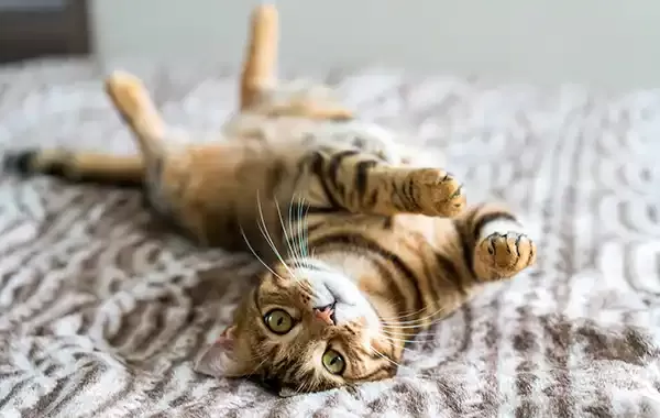 Why does my cat roll around on their back? - Your Cat