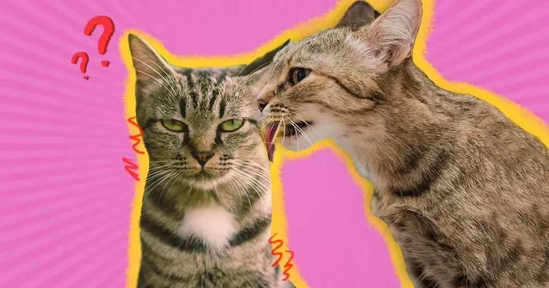 Why Do Cats Lick Each Other? 