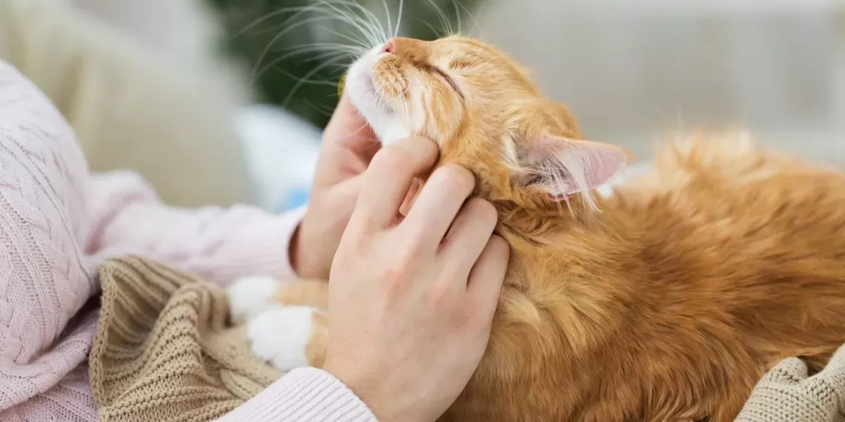 How Long Does It Take for A Cat to Bond with A New Owner?