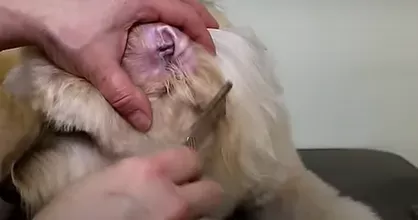 Dog Ear Plucking