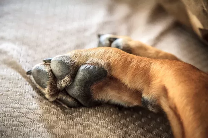 Tuhaf fenomen: Köpeklerin pençeleri neden Fritos gibi kokuyor?