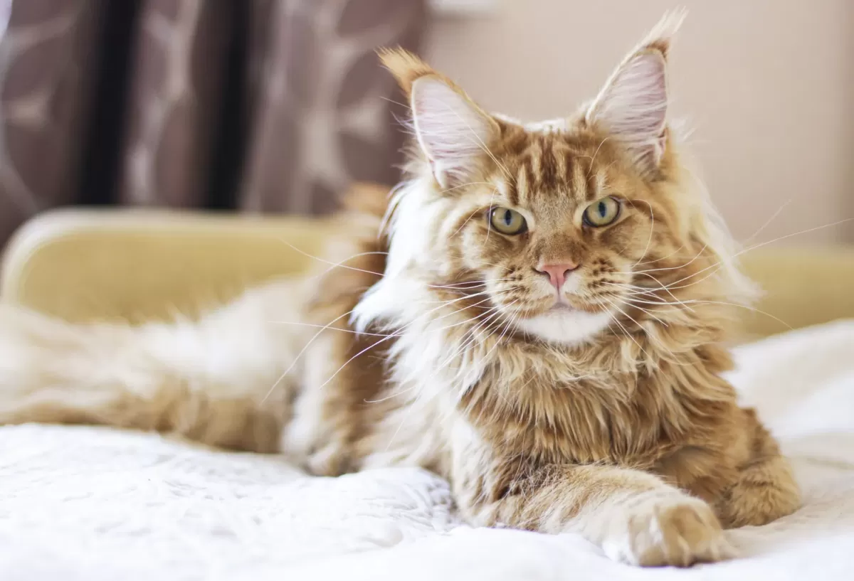 Are Maine Coon Cats Hypoallergenic