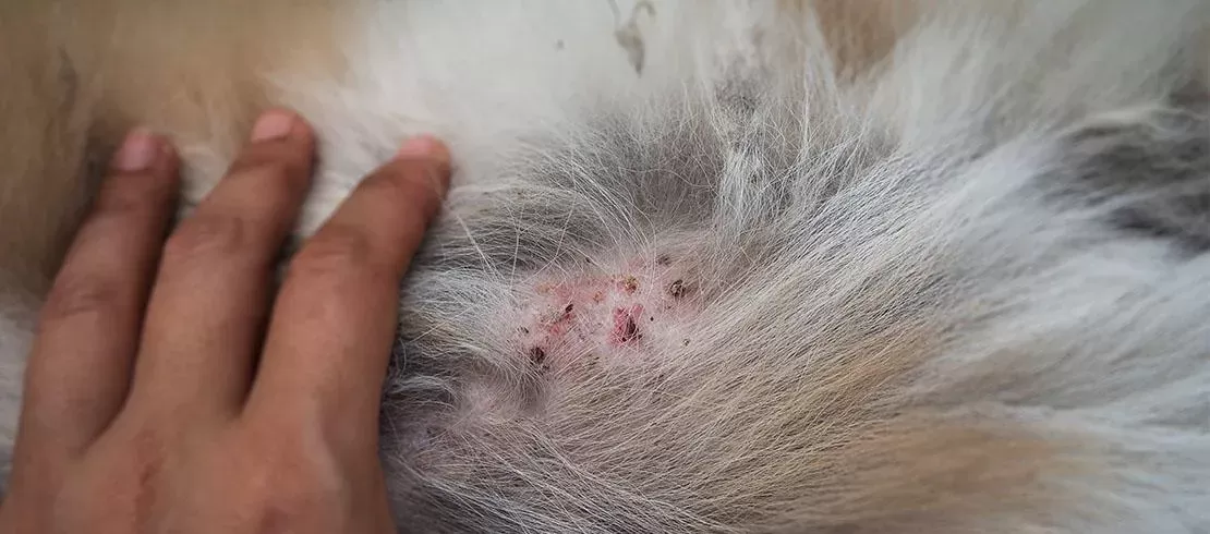 Cat Skin Allergies Puainta