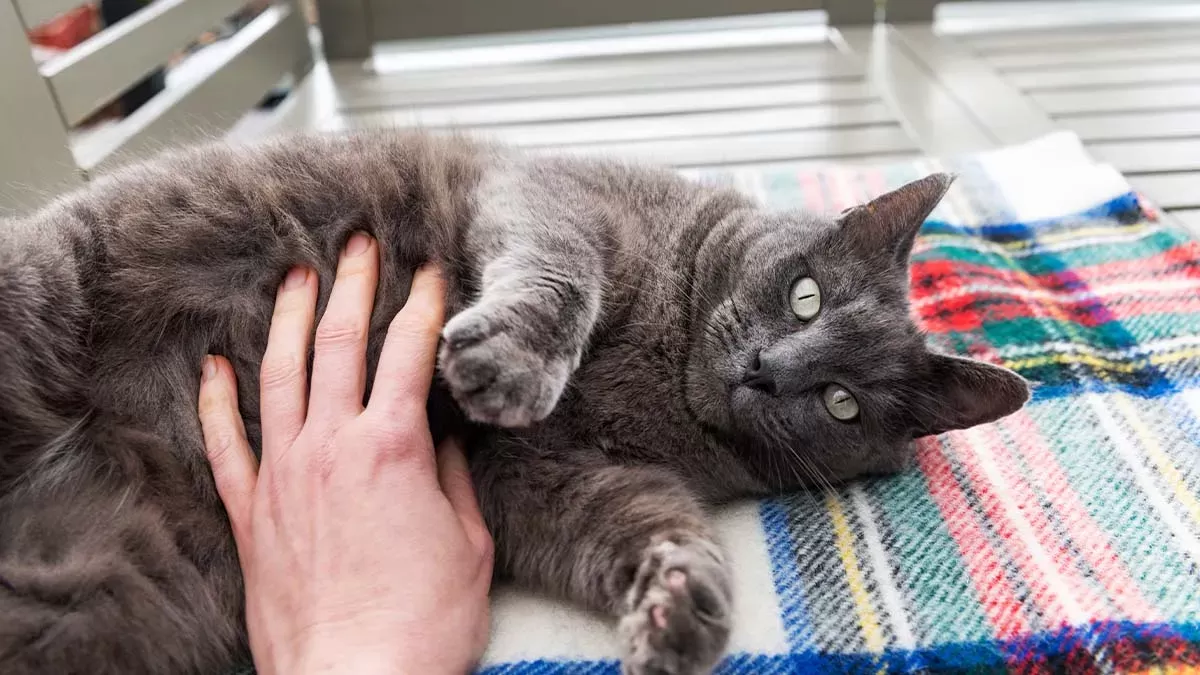 Do Cats Like Belly Rubs?