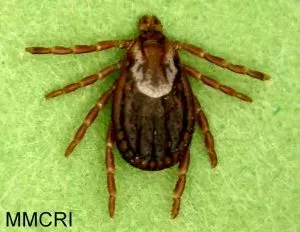 American Dog Tick