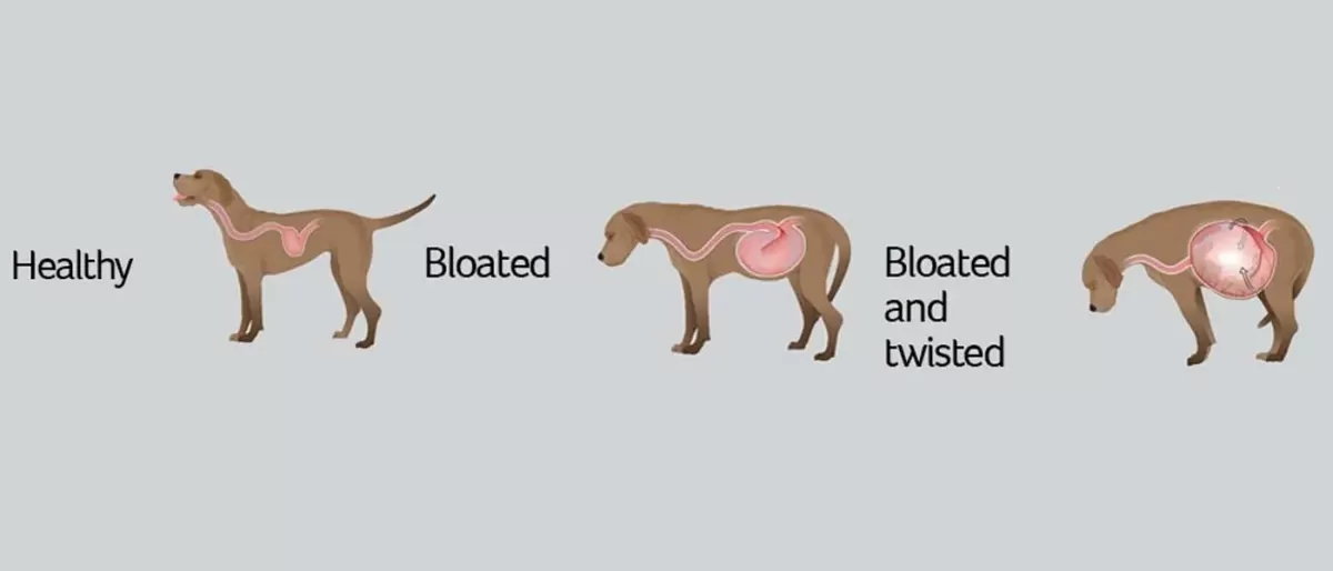 GDV bloat