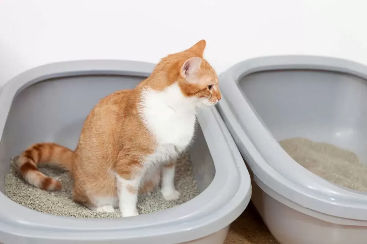 Con qué frecuencia los gatos hacen caca y orina: comprender los hábitos y la salud de los felinos en el baño