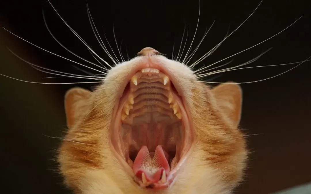  How to Treat Bad Breath in Cats?