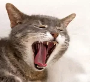 Why Is My Cat Coughing So Much?