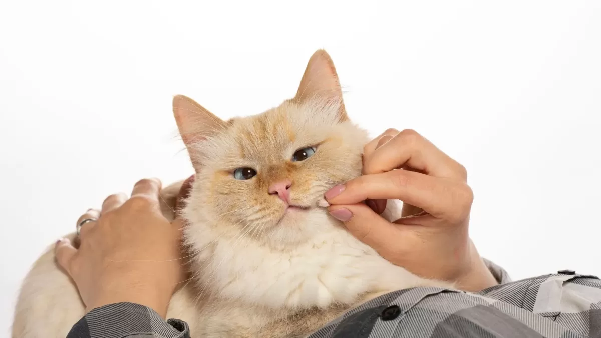 2024 Guide to Feline Nutrition What Vitamins Do Cats Need