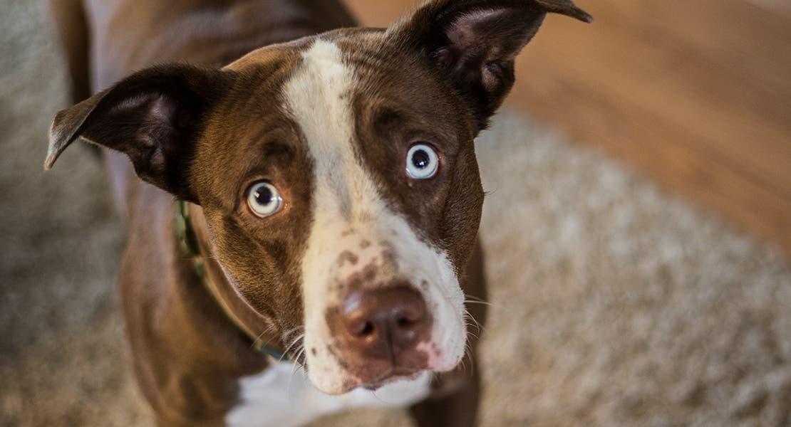 Cronología de la obstrucción intestinal en perros