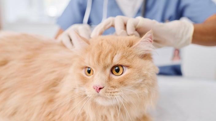 Is Ketoconazole Safe for Cats?