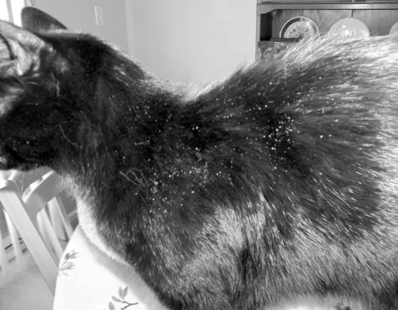 skin conditions in cats