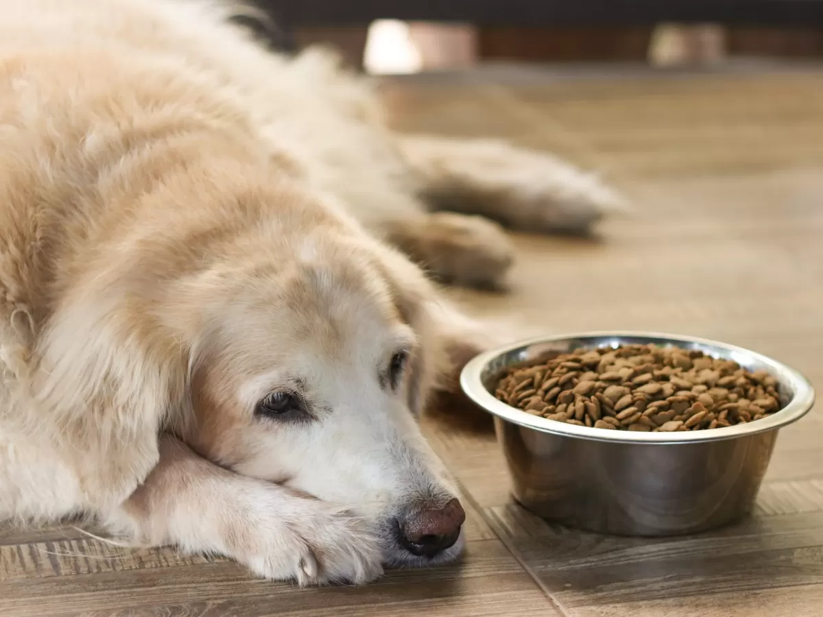 High Liver Enzymes in Dogs