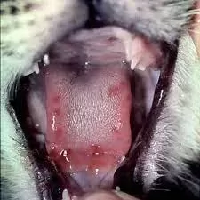 Feline Calicivirus (FCV) In Cats