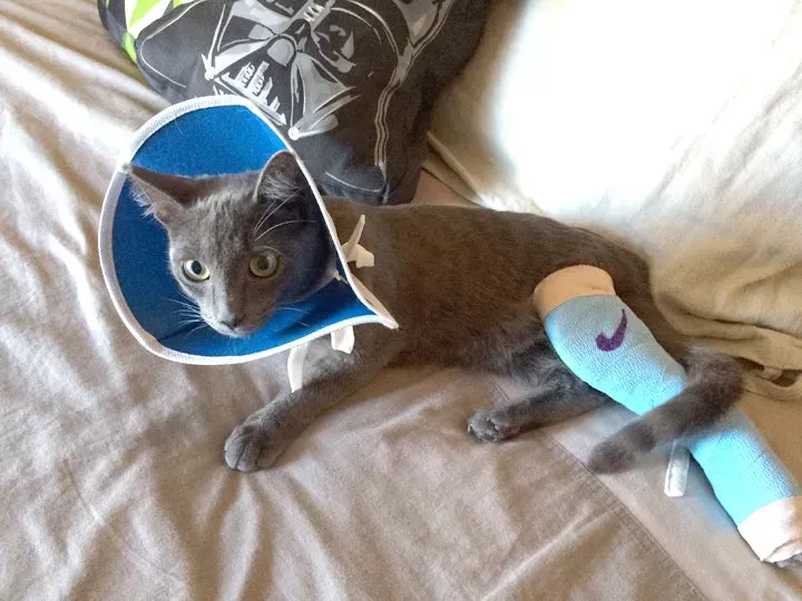 cat with broken leg