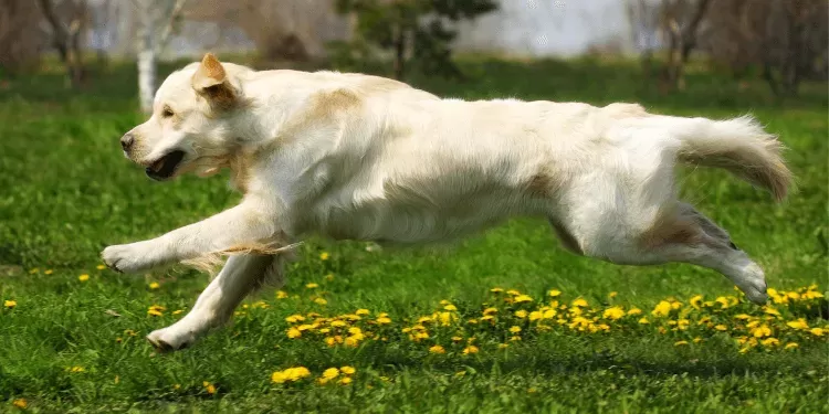 dogs running