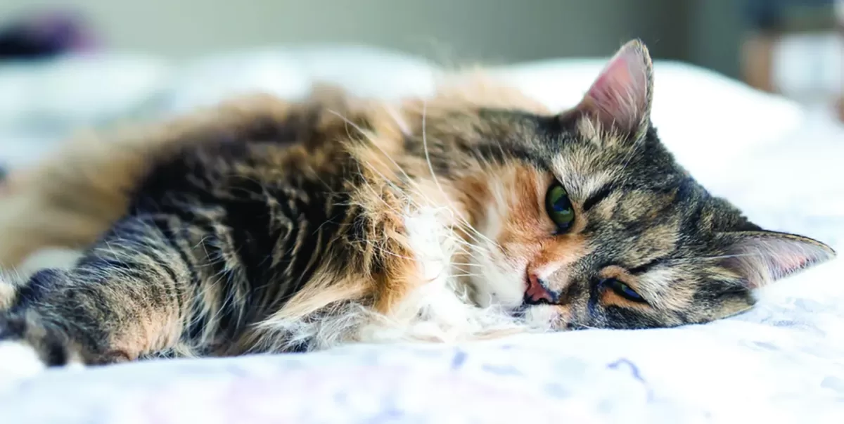 A Comprehensive Guide to Heart Failure in Cats