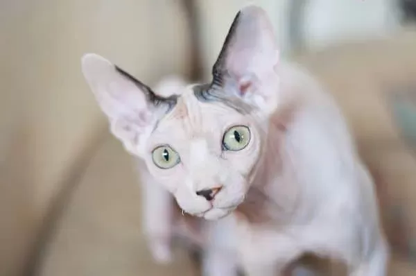 Do Sphynx Cats Get Fleas?