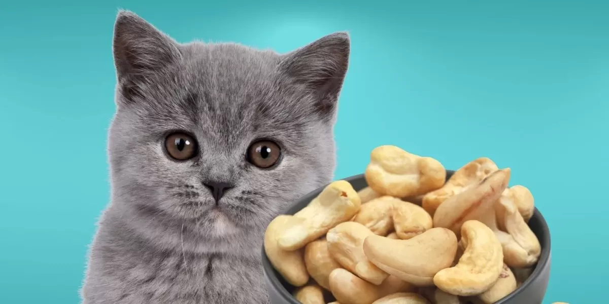 Can Cats Eat Cashews? The Truth About Feline Nutrition