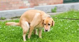 ¿Por qué la caca de mis perros es verde?