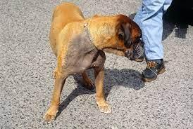 Alopecia X (Black Skin Disease) in Dogs