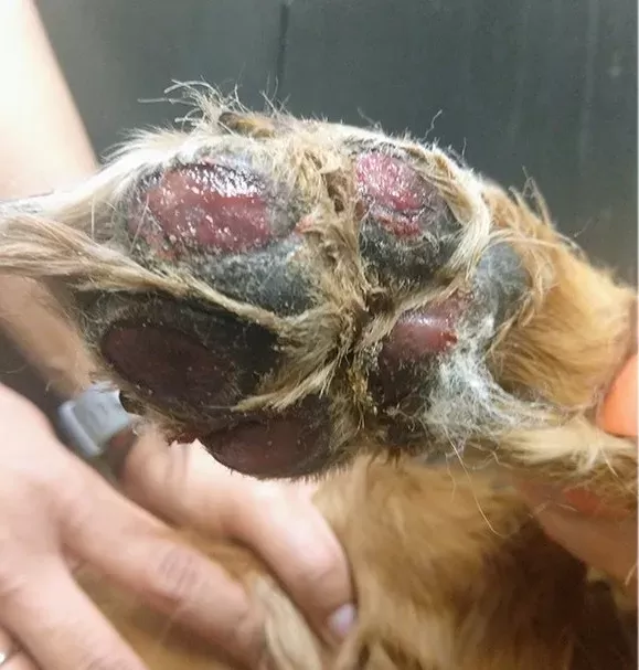 Dog Paw Burns