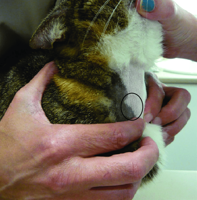 Hypothyroidism in Cats