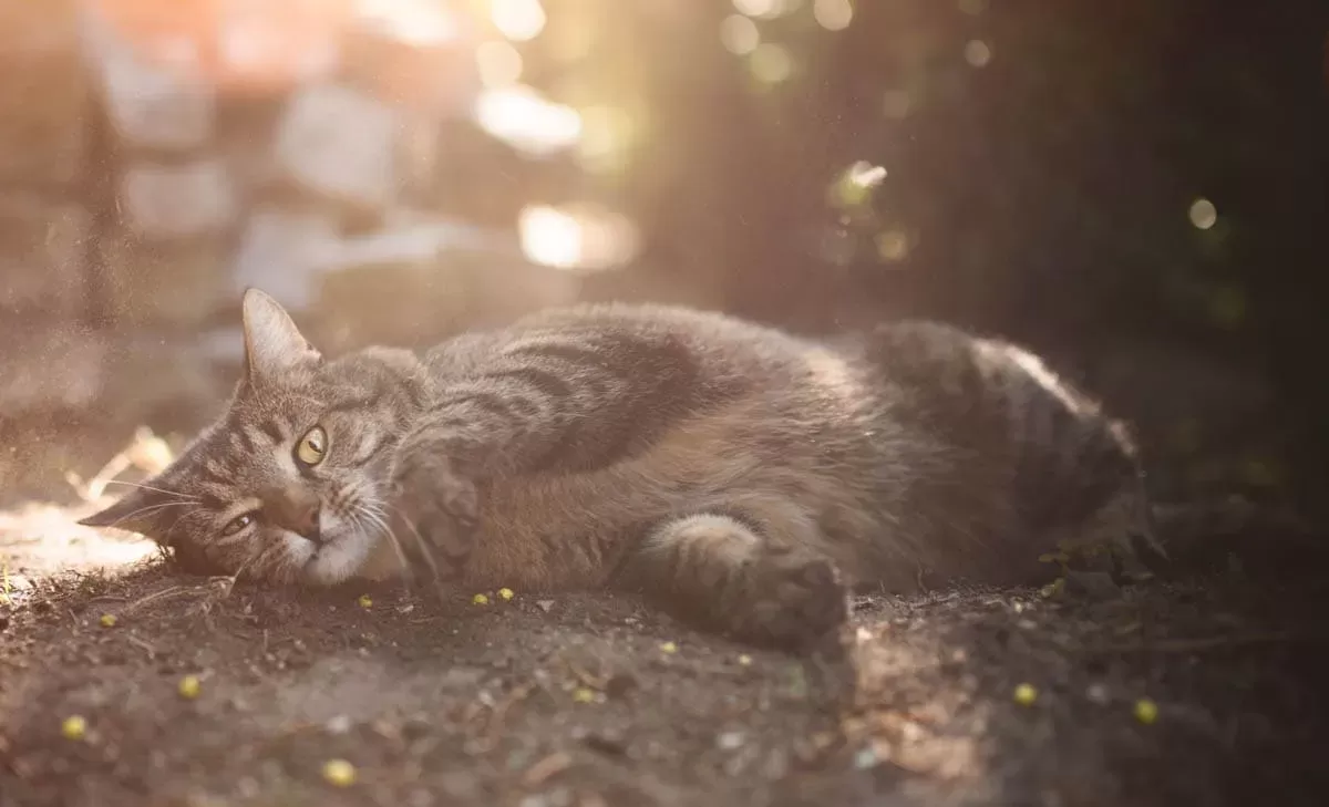 Why Do Cats Roll In The Dirt? - Cat-World