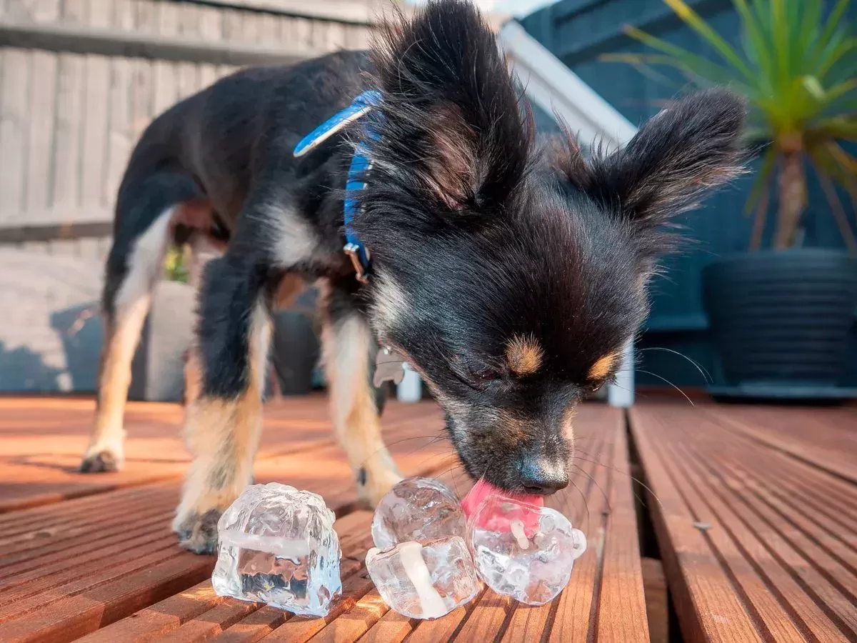 Os cães podem comer cubo de gelo?