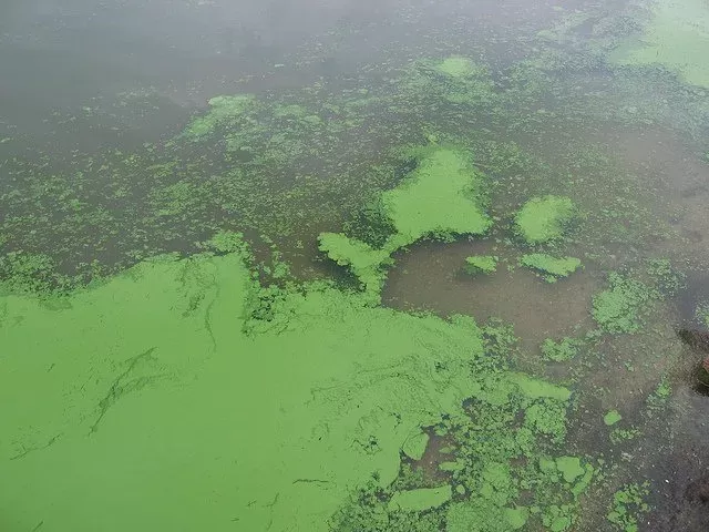 cyanobacteria-graham.webp