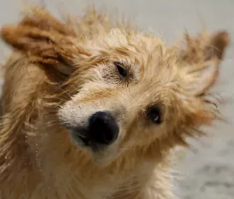 El perro sigue negando con la cabeza