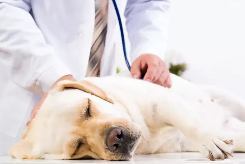 Diagnóstico de obstrucciones intestinales en perros