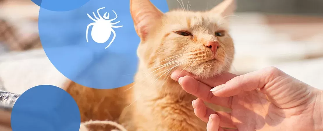 Ticks in Cats