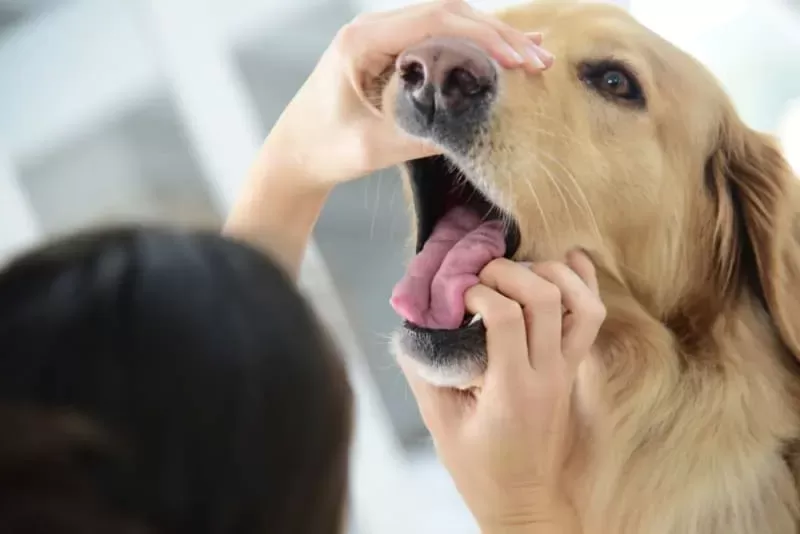 Is a Dog's Mouth Cleaner Than a Human's?