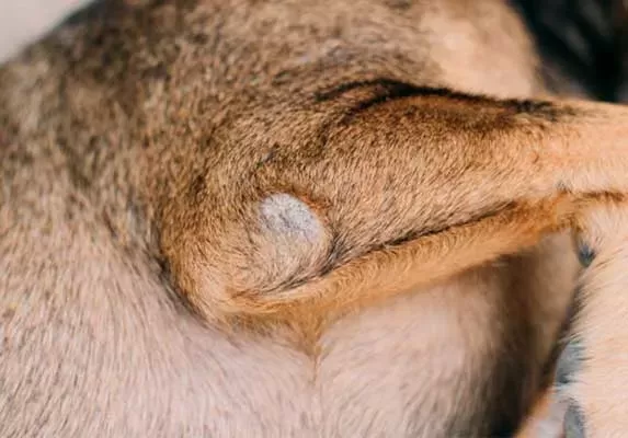 Elbow Calluses in Dogs