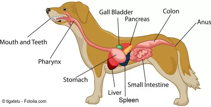 Pancreatitis in dogs - How to diagnose and how to avoid it!