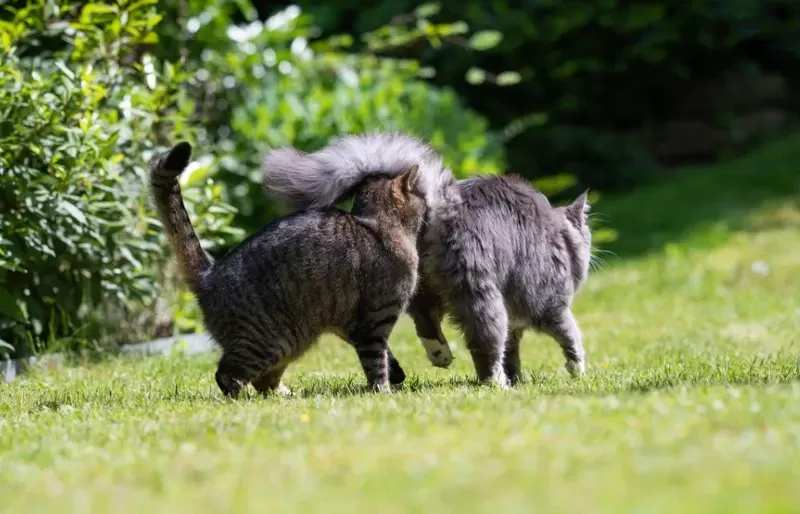 Why Do Cats Smell Each Other's Butts