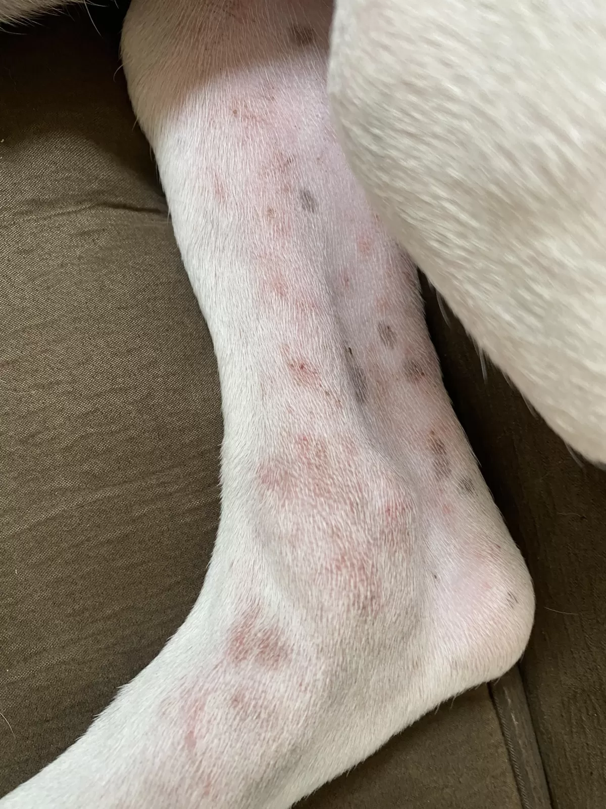 Dogo Argentino skin issues