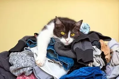 Why Is My Cat Suddenly Peeing on Clothes? - Senior Cat Wellness