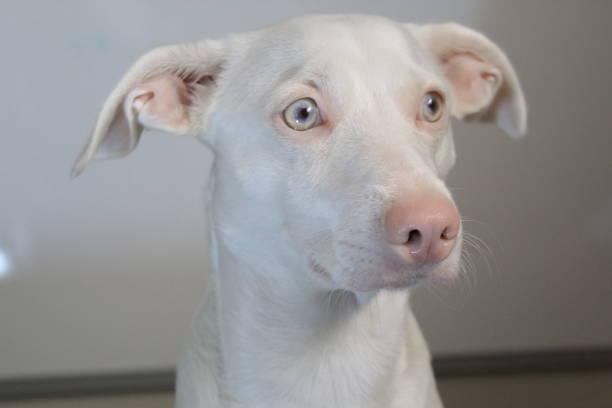 Albino Dogs