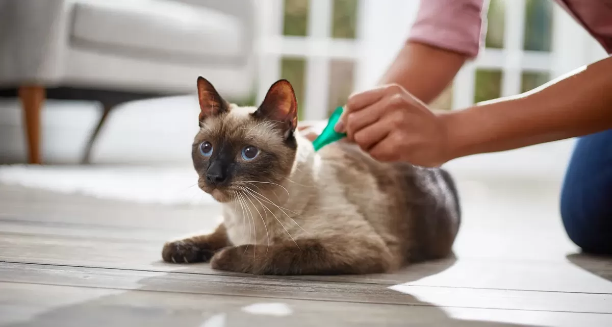 Cómo desparasitar a los gatos