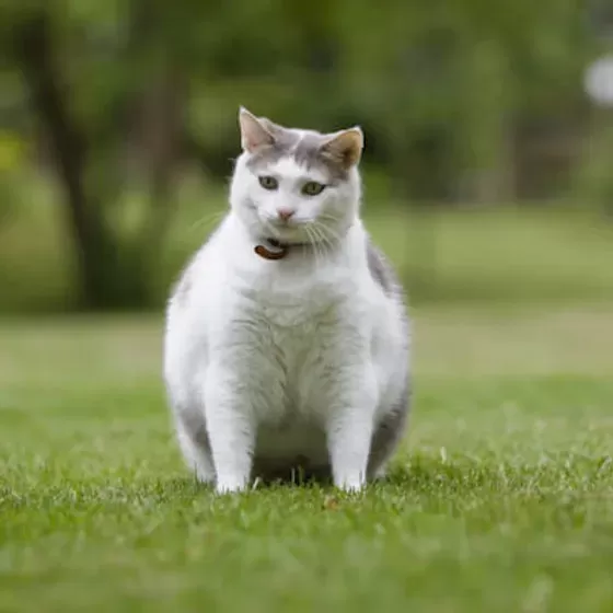 Obesity in cats