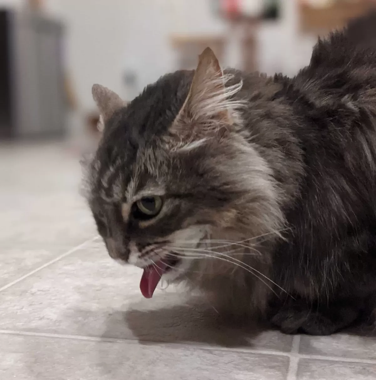 Cat Vomiting Clear Liquid What to Do