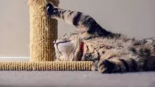 10 DIY cat scratching post ideas that are simply stylish | PetsRadar