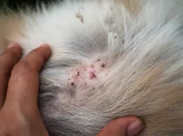 Flea eggs on dogs：