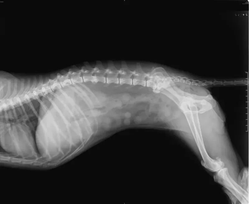 X-Rays for Pets